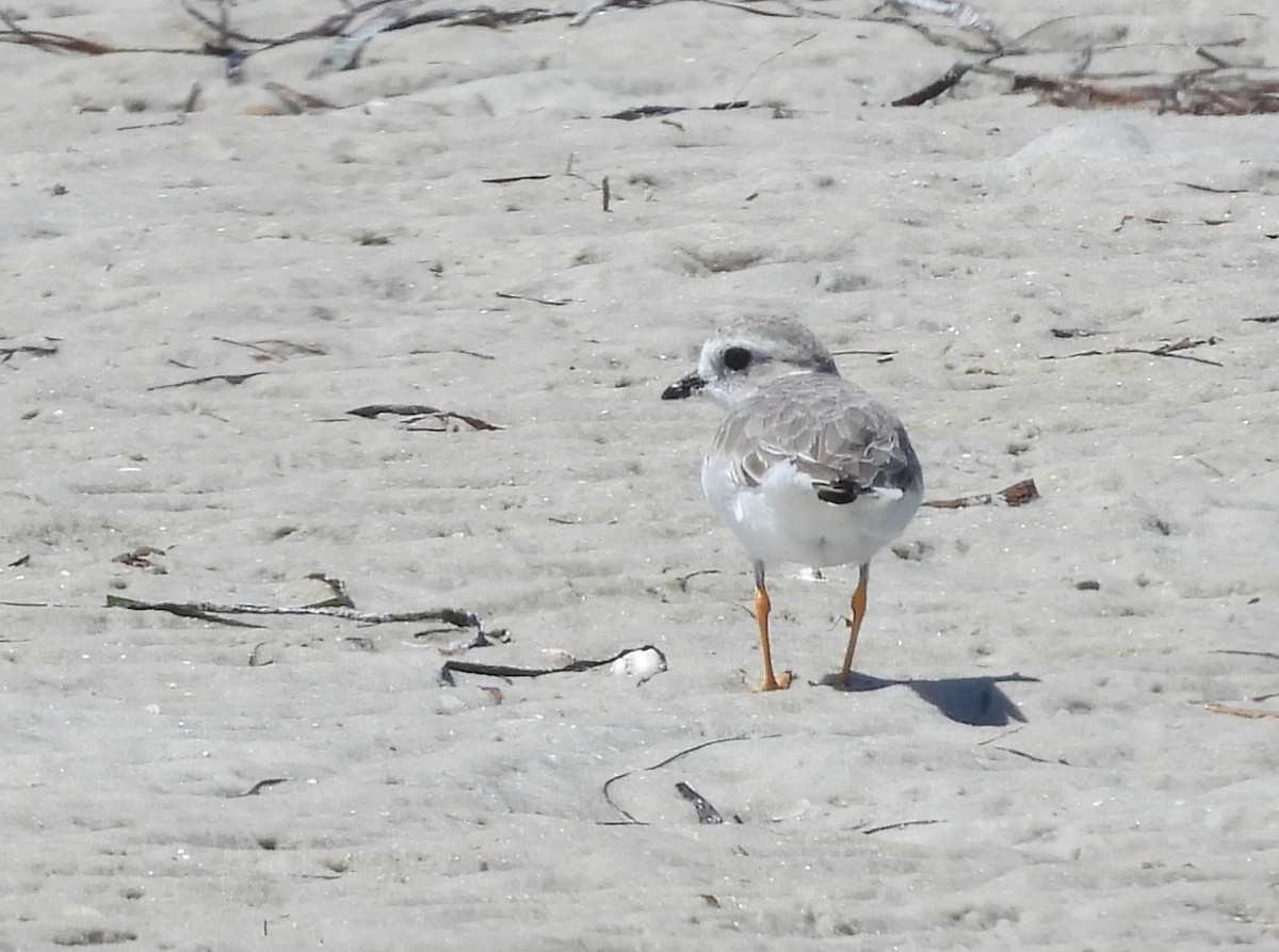 Piping Plover - ML641965818
