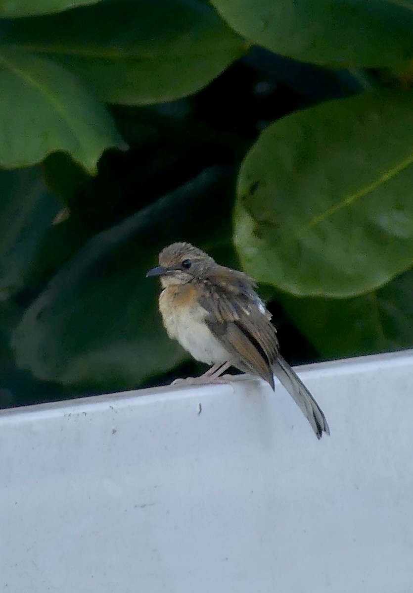 White-rumped Shama - ML641965820