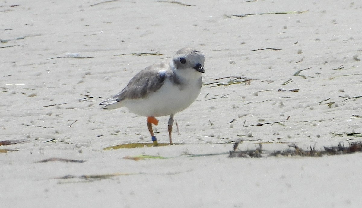 Piping Plover - ML641965827