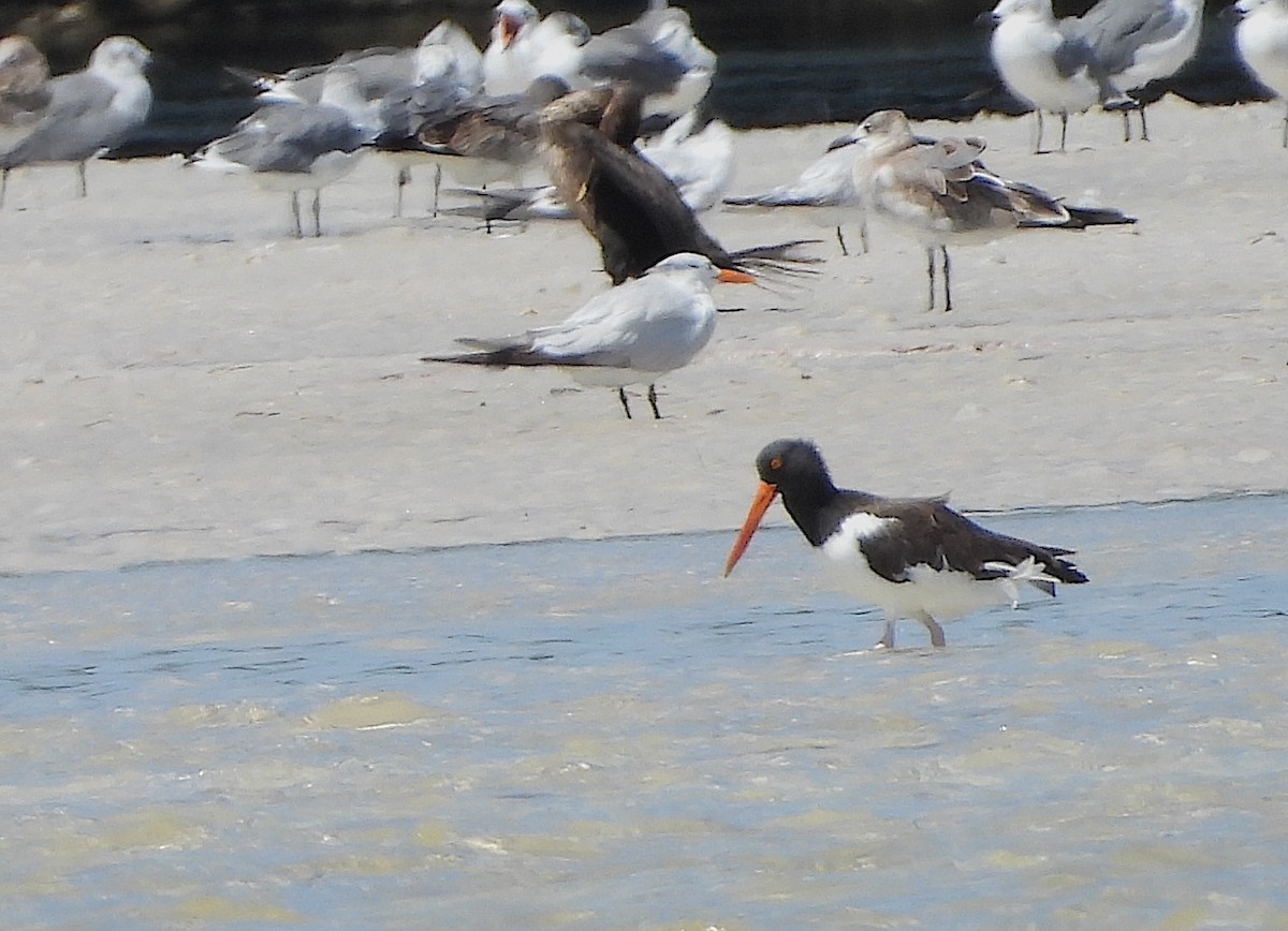 American Oystercatcher - ML641965849