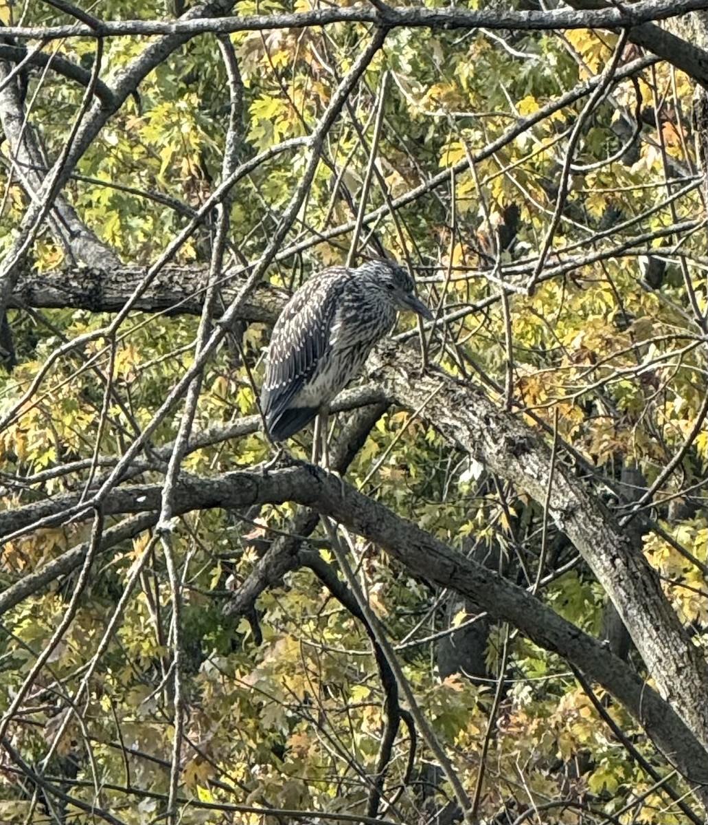 Yellow-crowned Night Heron - ML641965850
