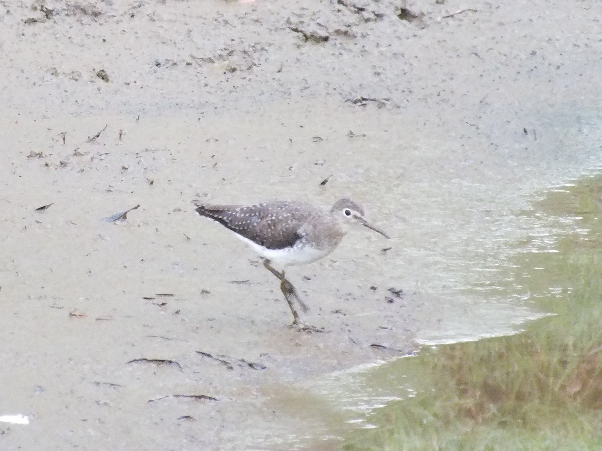 Solitary Sandpiper - ML641965858