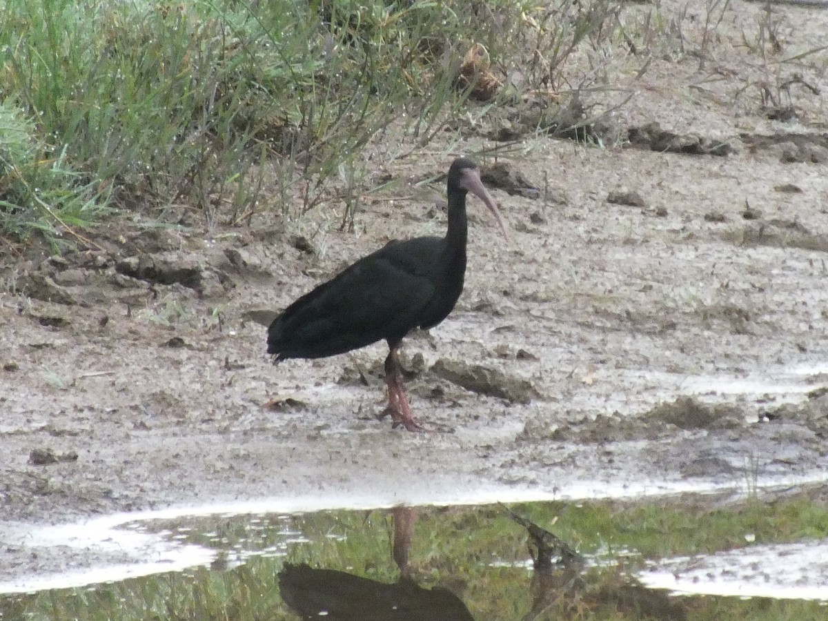 Ibis Afeitado - ML641965864