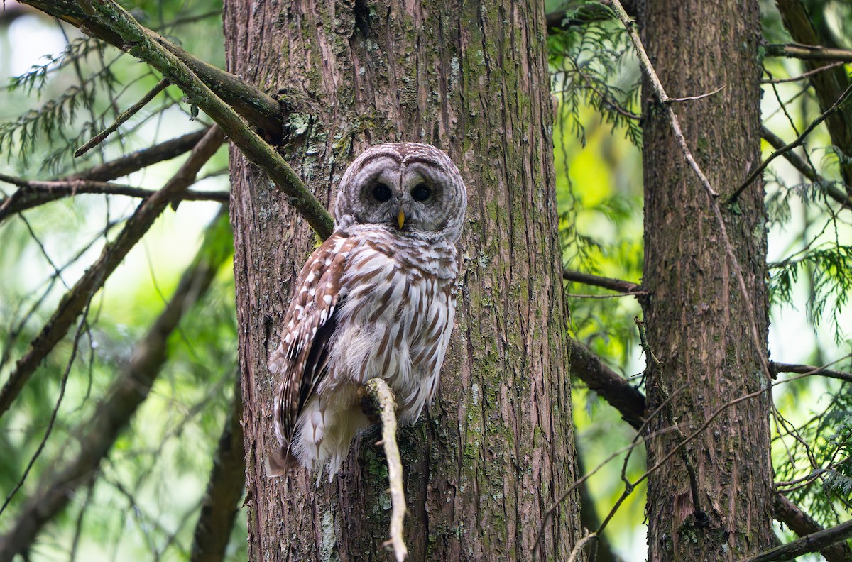 Barred Owl - ML641965882