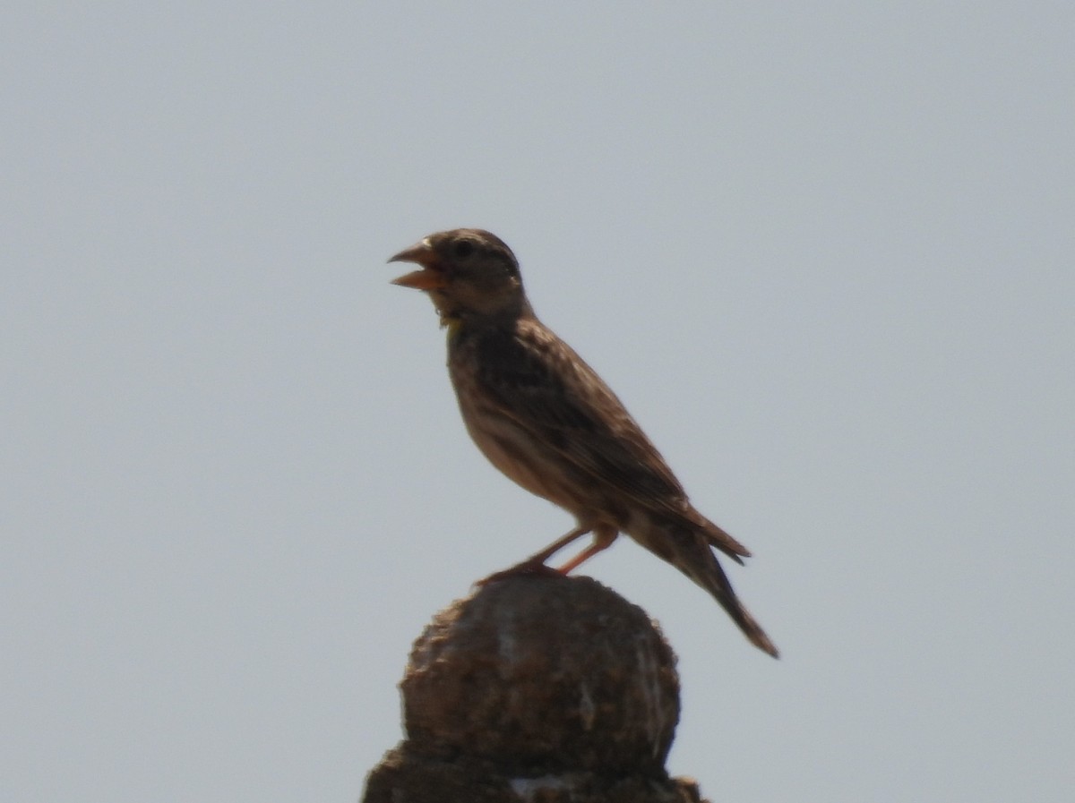 Rock Sparrow - ML641965892