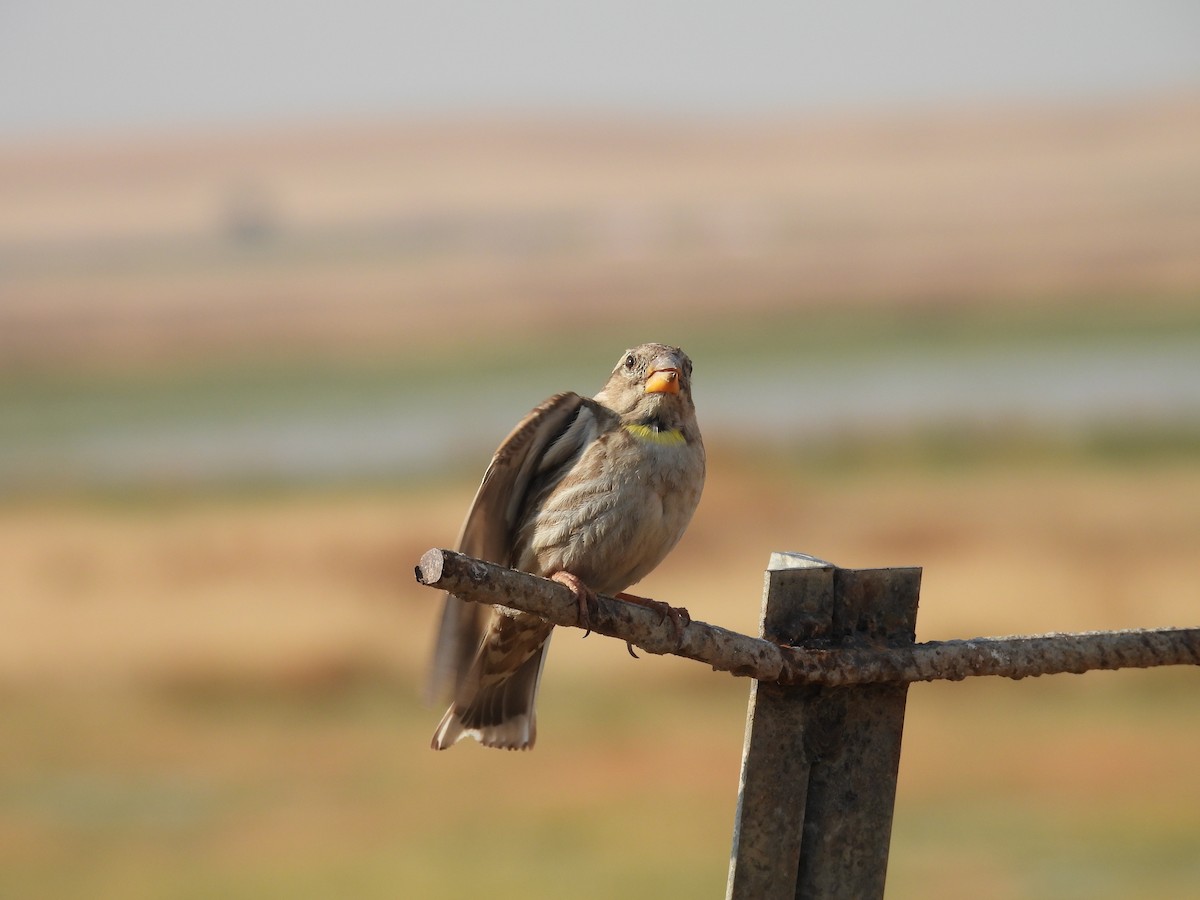 Rock Sparrow - ML641965893