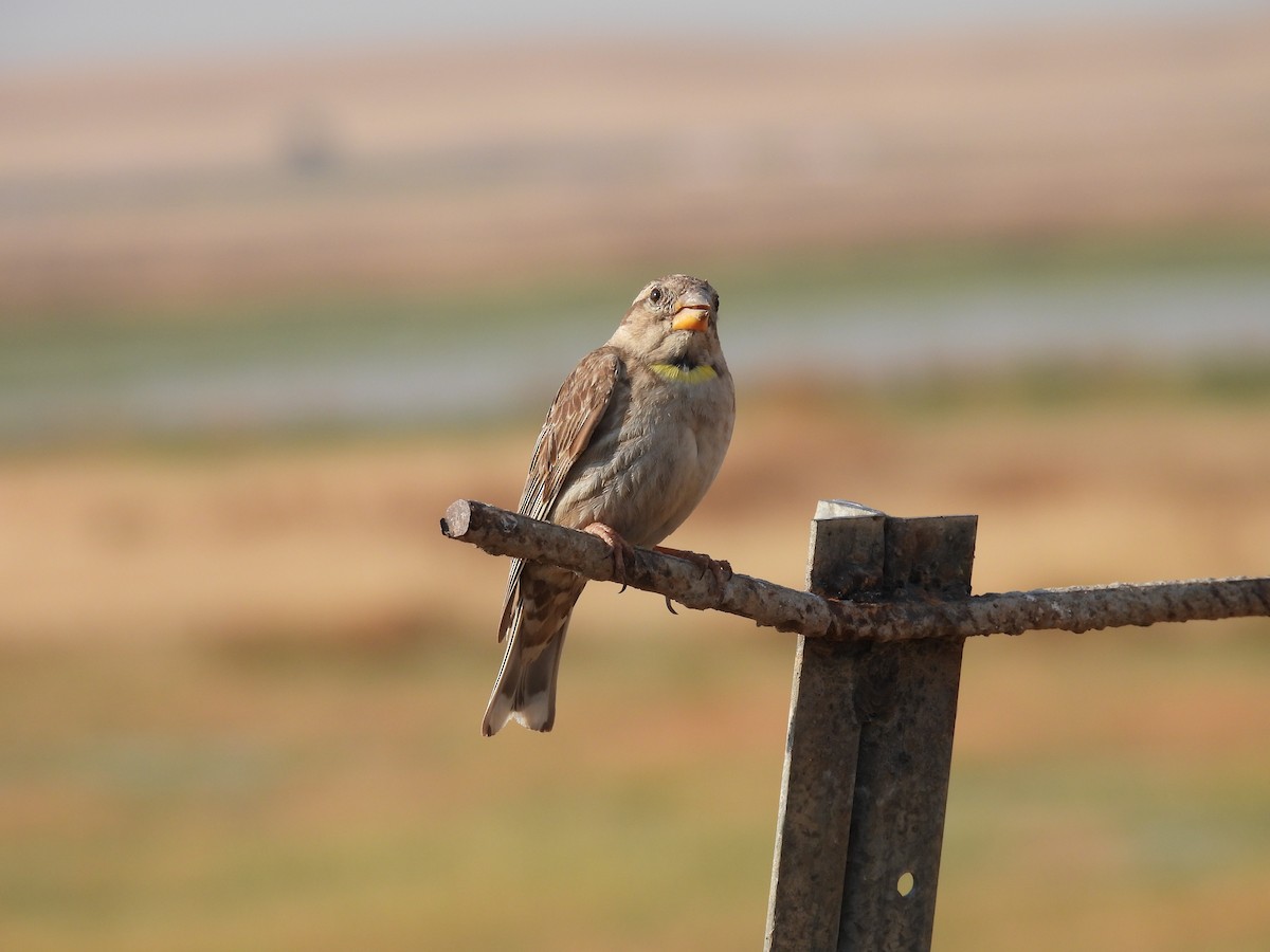 Rock Sparrow - ML641965894