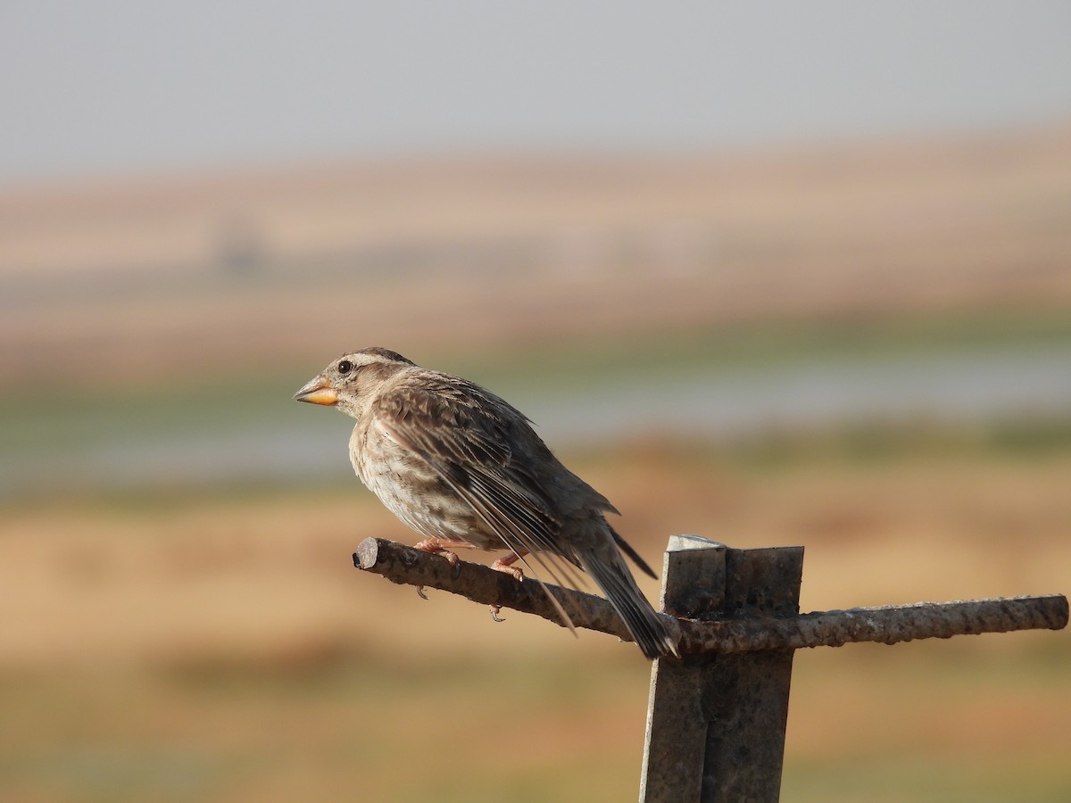 Rock Sparrow - ML641965896