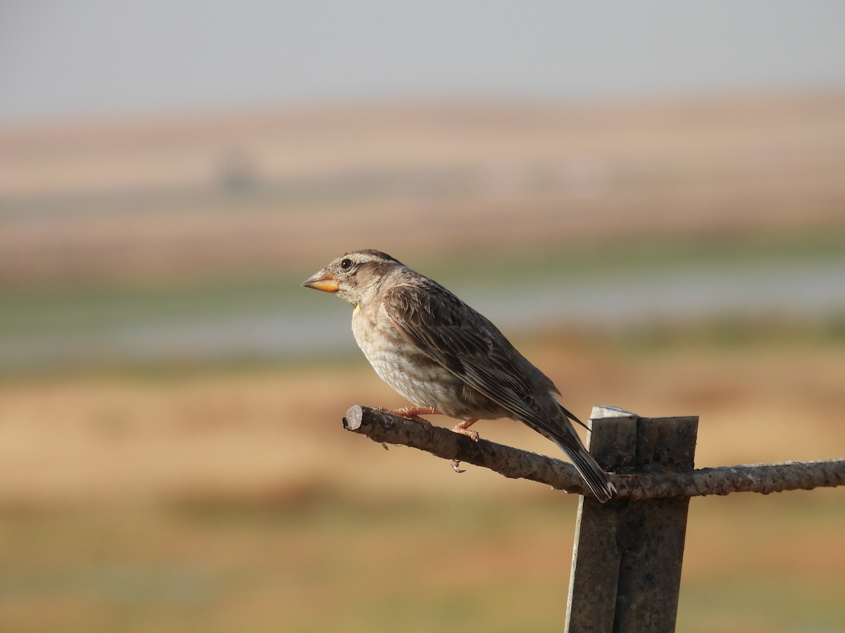 Rock Sparrow - ML641965897
