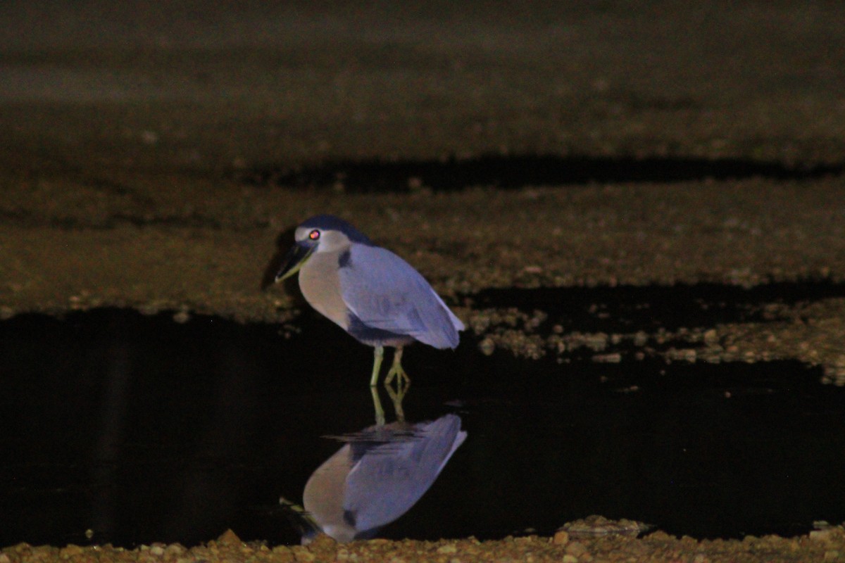 Boat-billed Heron - ML641965902