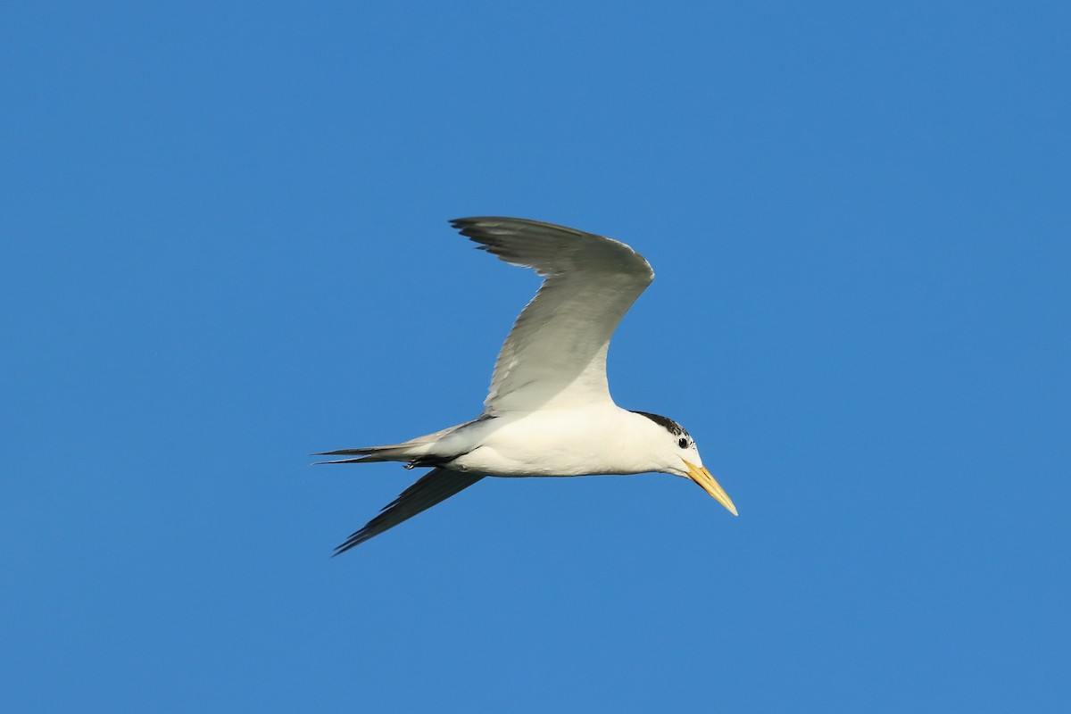 Great Crested Tern - ML641965912