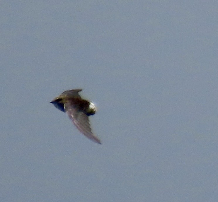 Pacific Swift - ML641965929