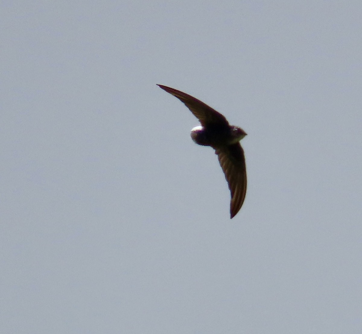 Pacific Swift - ML641965930