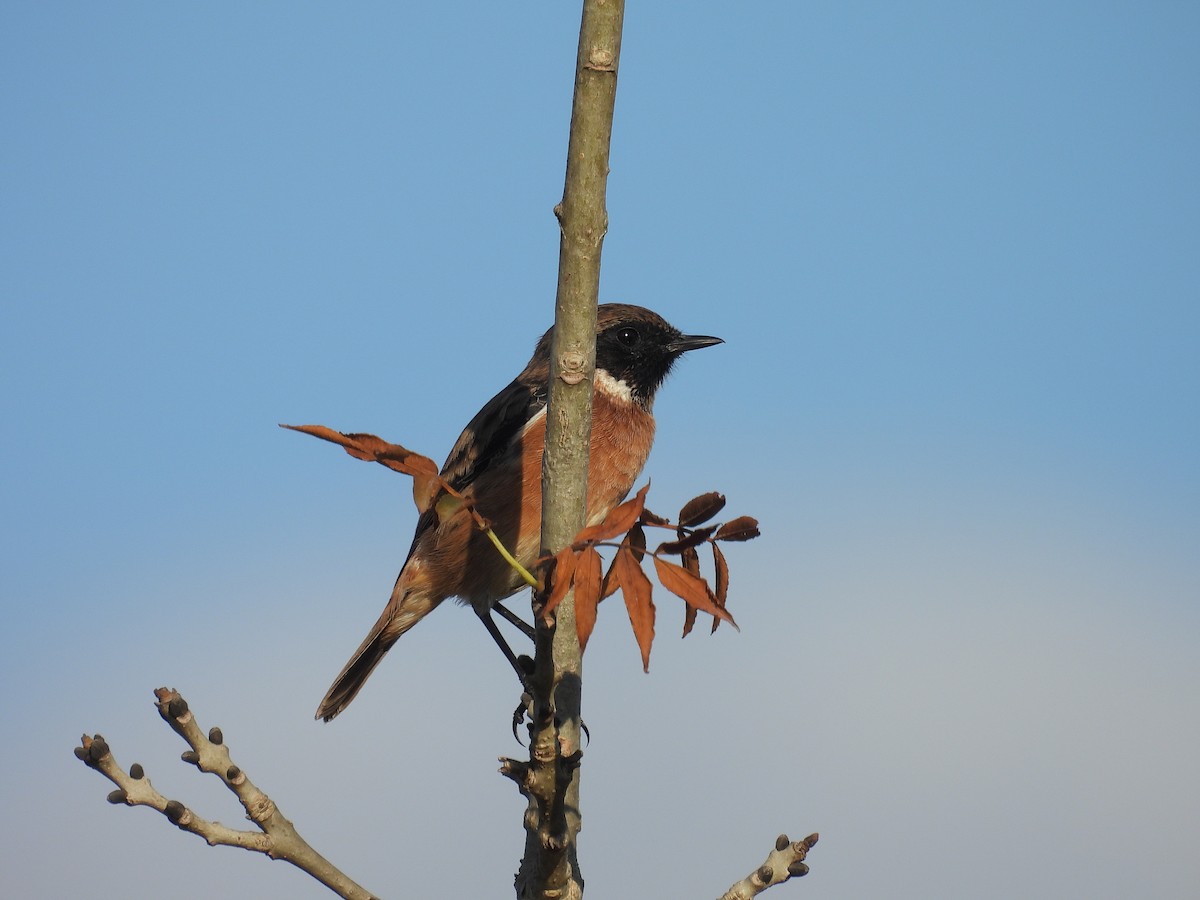 European Stonechat - ML641965943