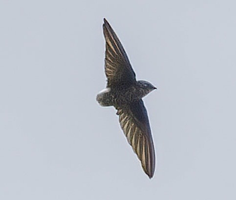 Pacific Swift - ML641965959