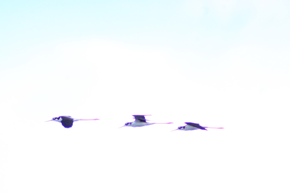 Black-necked Stilt - ML641965994