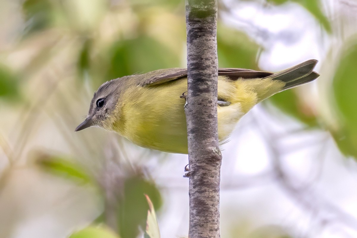 Philadelphia Vireo - ML641966000