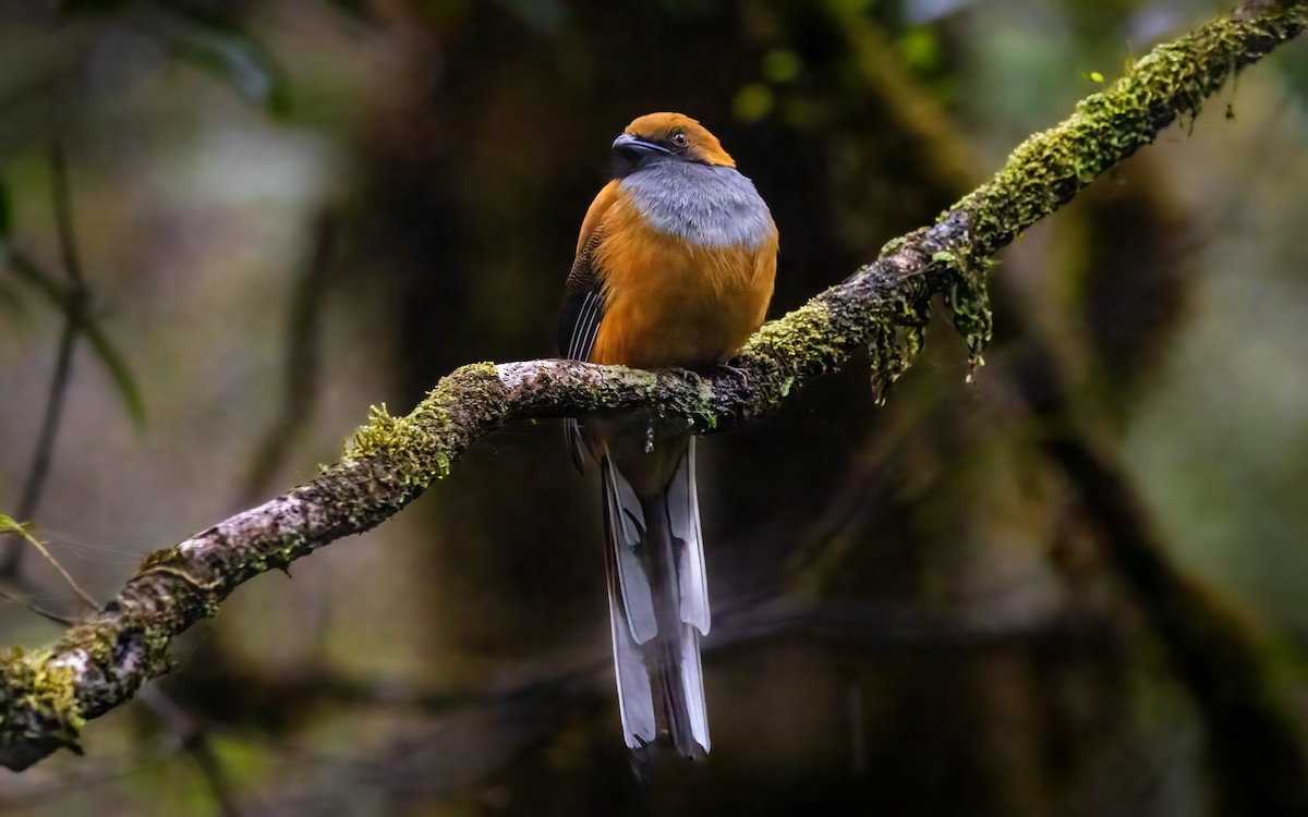 Whitehead's Trogon - ML641966034