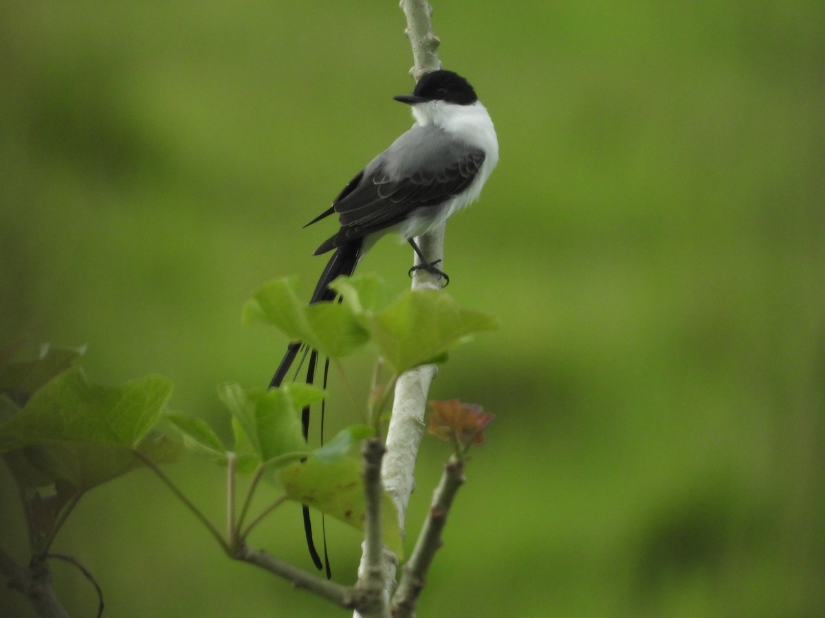 Fork-tailed Flycatcher - ML641966049