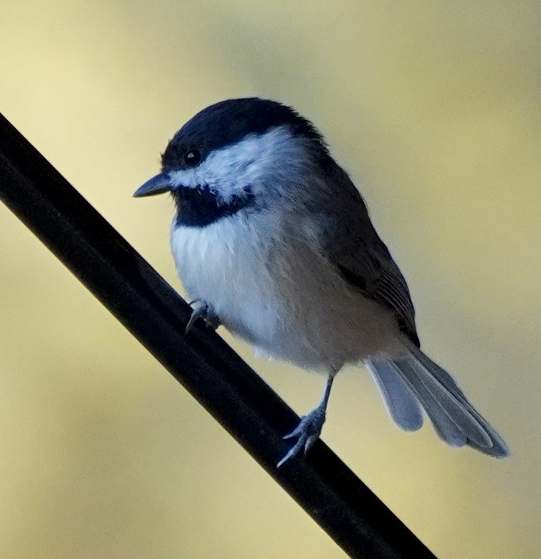 Carolina Chickadee - ML641966051