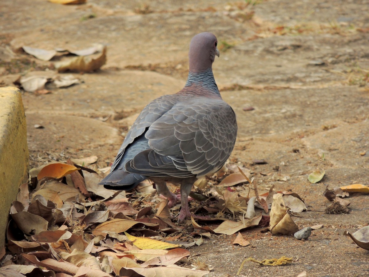 Picazuro Pigeon - ML641966055