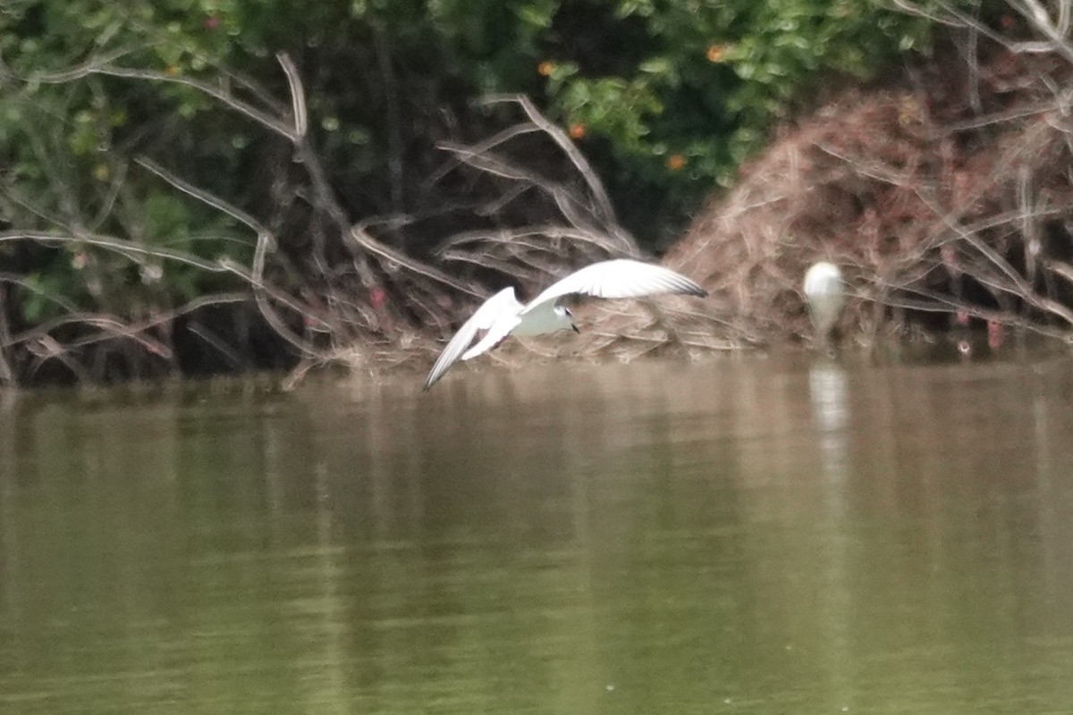 White-winged Tern - ML641966058