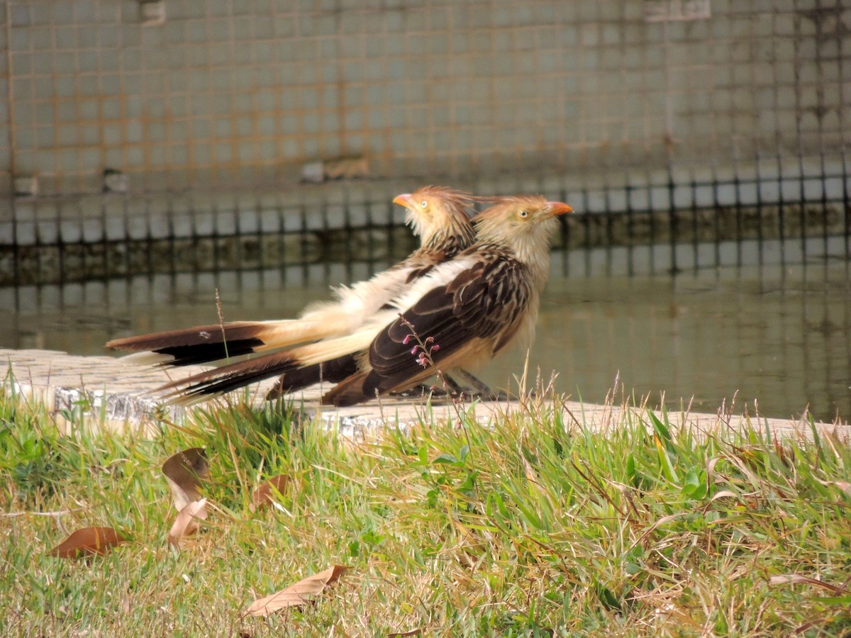 Guira Cuckoo - ML641966059