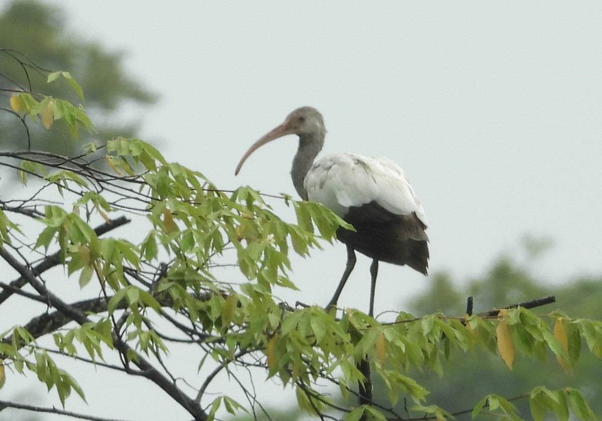 White Ibis - ML641966060