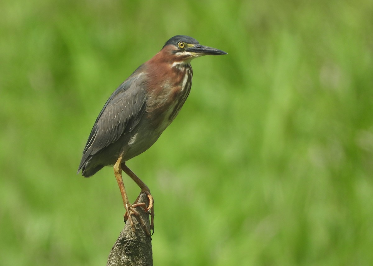 Green Heron - ML641966061