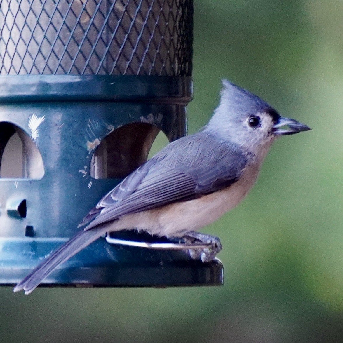Tufted Titmouse - ML641966062