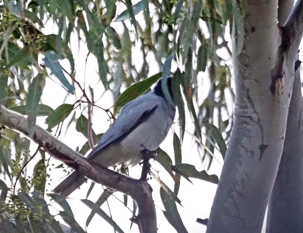 Black-faced Cuckooshrike - ML641966063