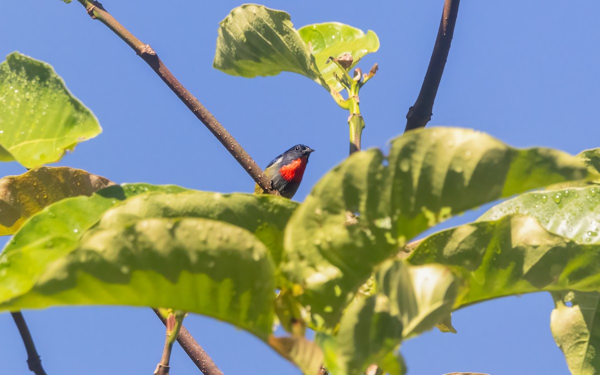 Black-sided Flowerpecker - ML641966064
