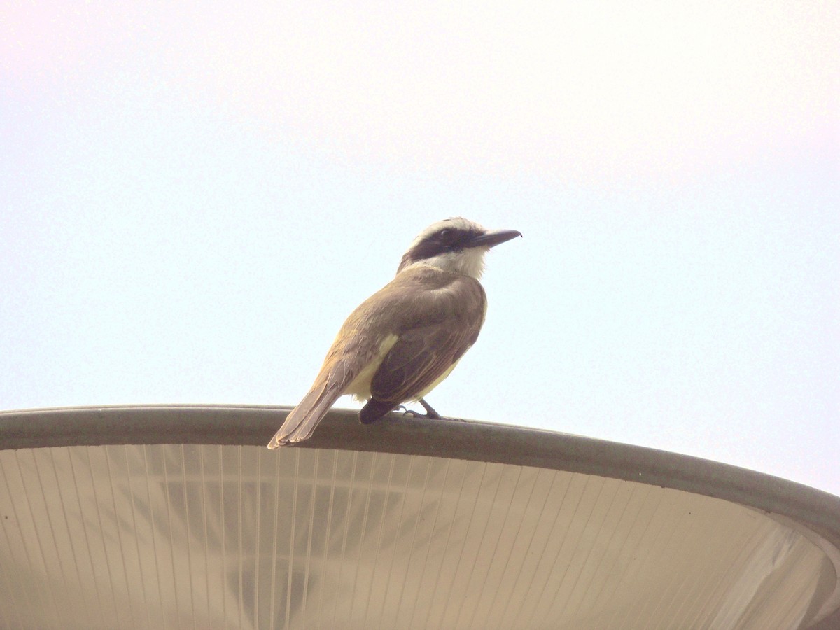 Great Kiskadee - ML641966066