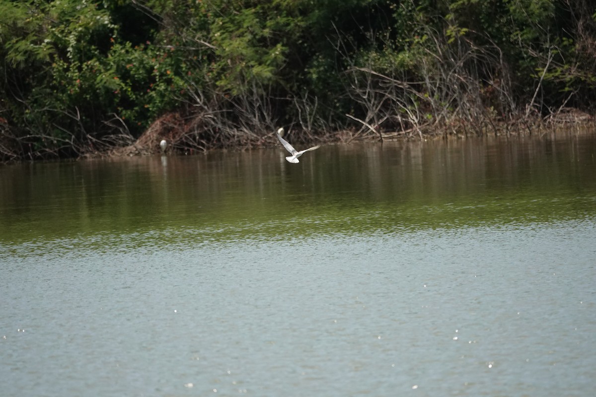 White-winged Tern - ML641966072