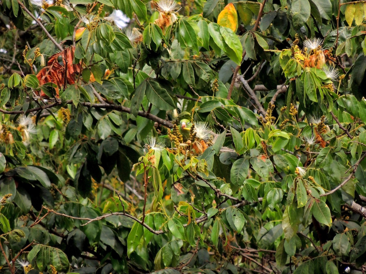 Yellow-chevroned Parakeet - ML641966073