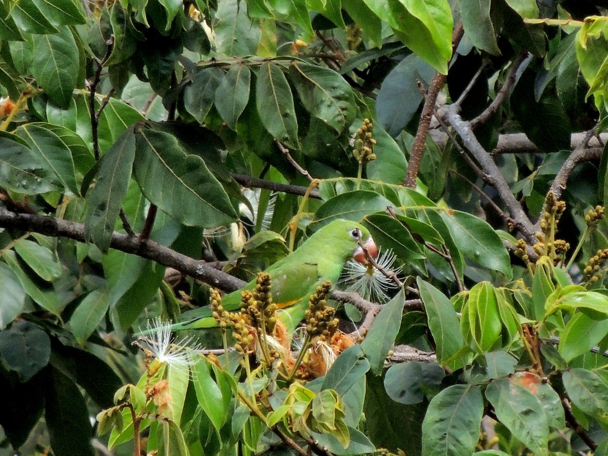 Yellow-chevroned Parakeet - ML641966074