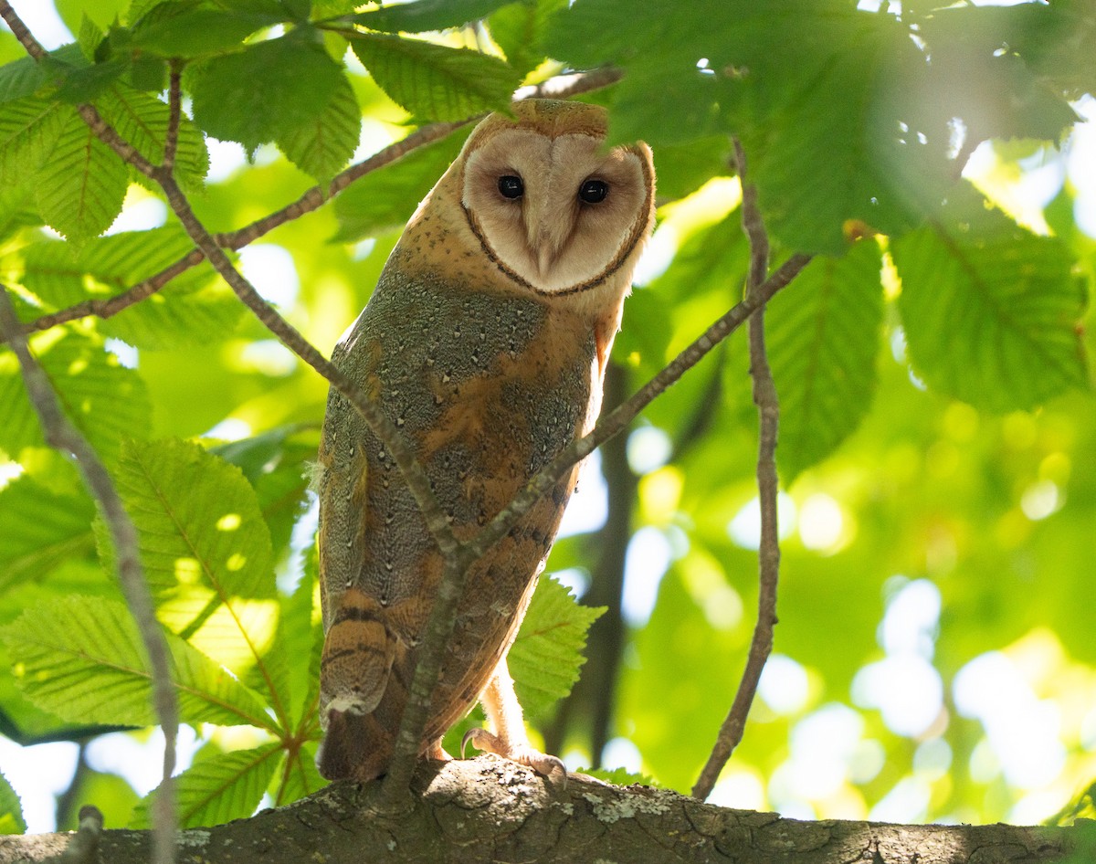 American Barn Owl - ML641966075