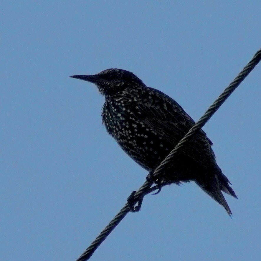 European Starling - ML641966076