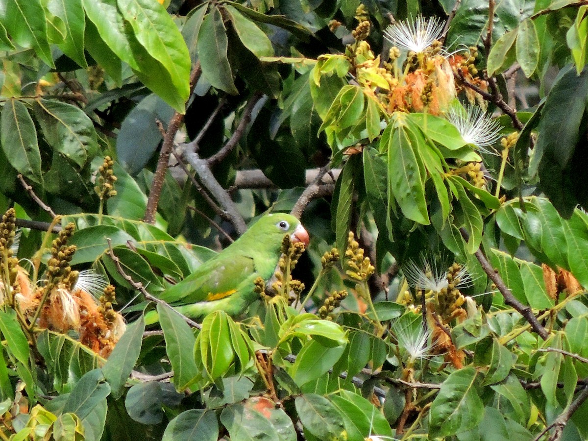 Yellow-chevroned Parakeet - ML641966077