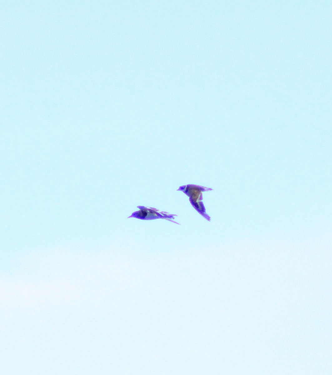 Semipalmated Plover - ML641966080
