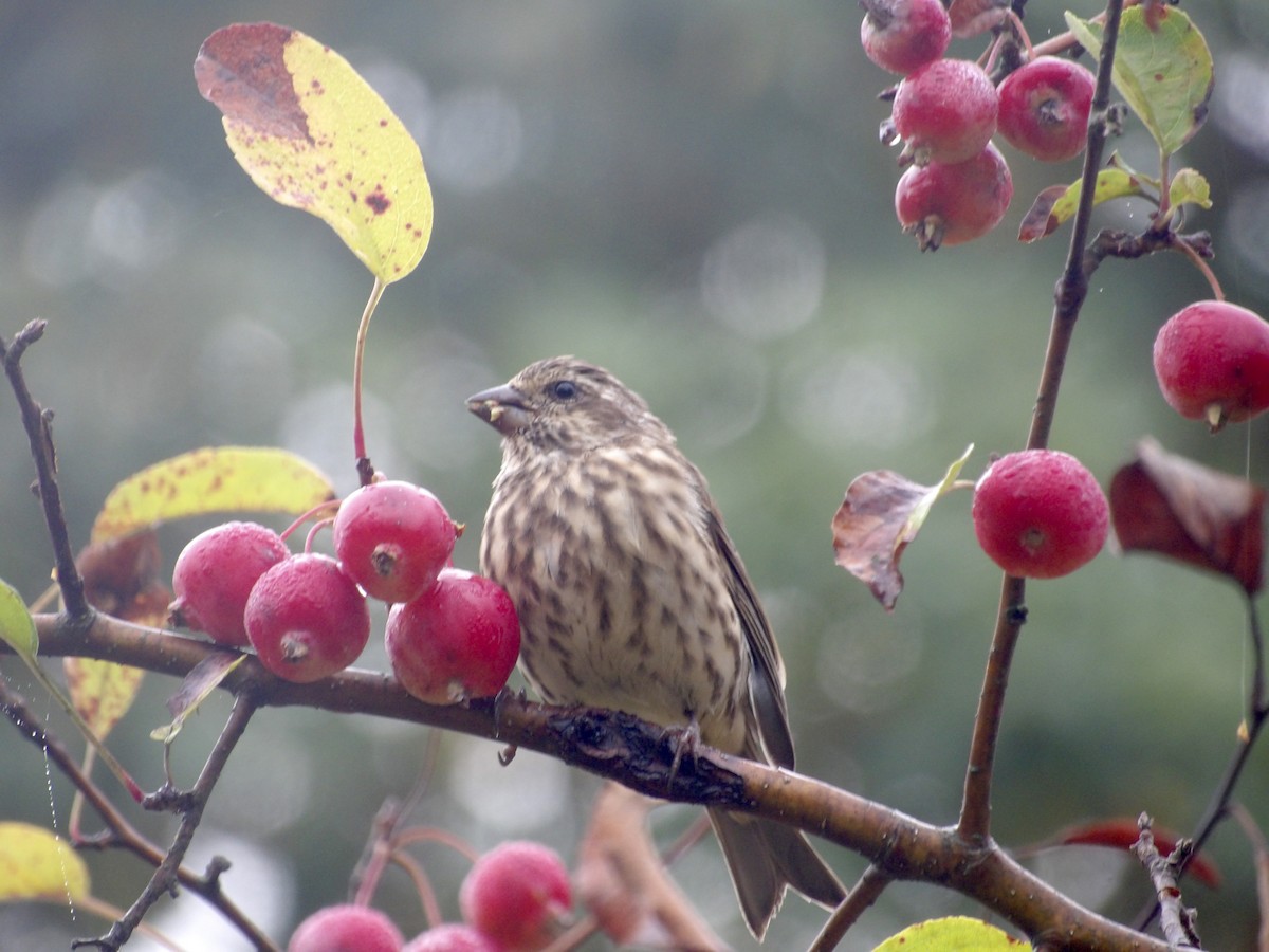 Purple Finch - ML641966081