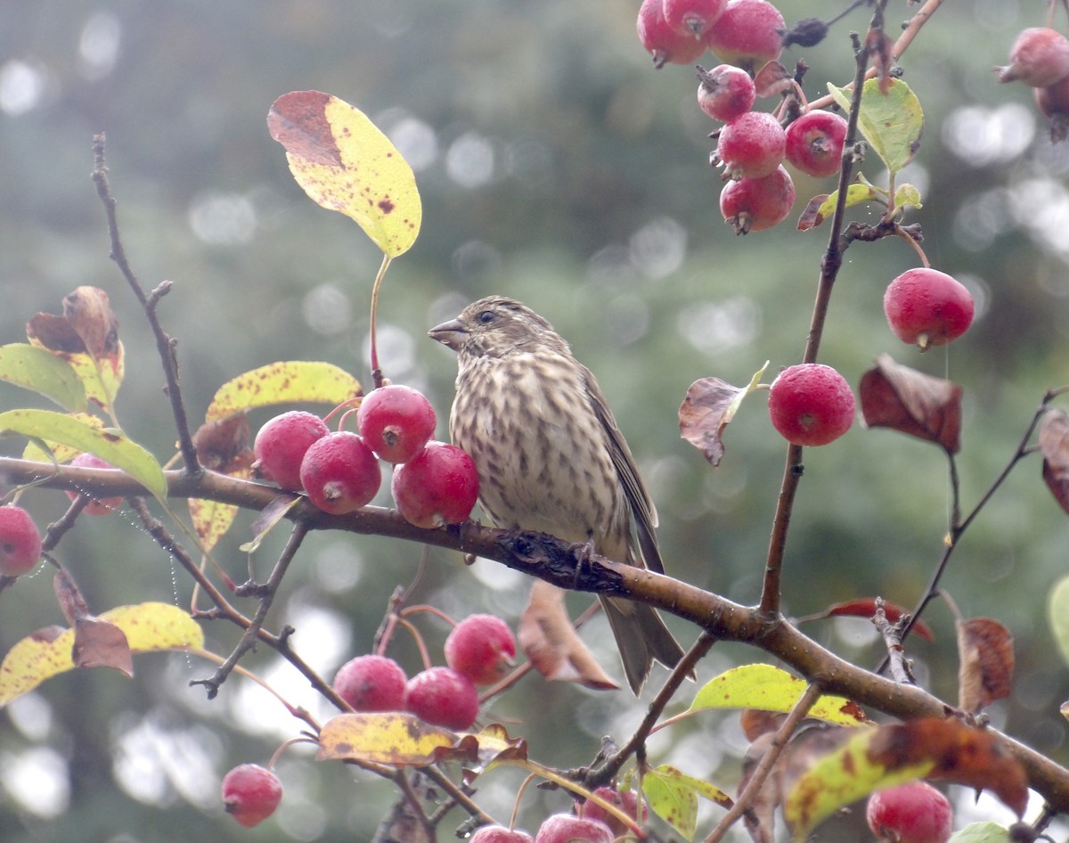 Purple Finch - ML641966082