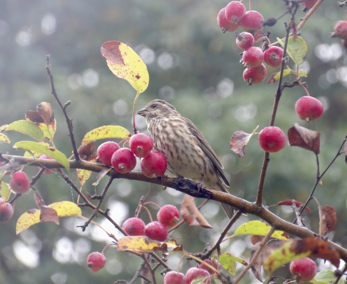 Purple Finch - ML641966083