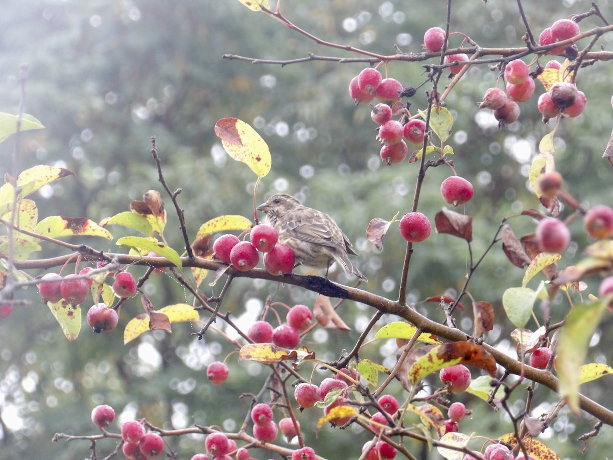Purple Finch - ML641966084