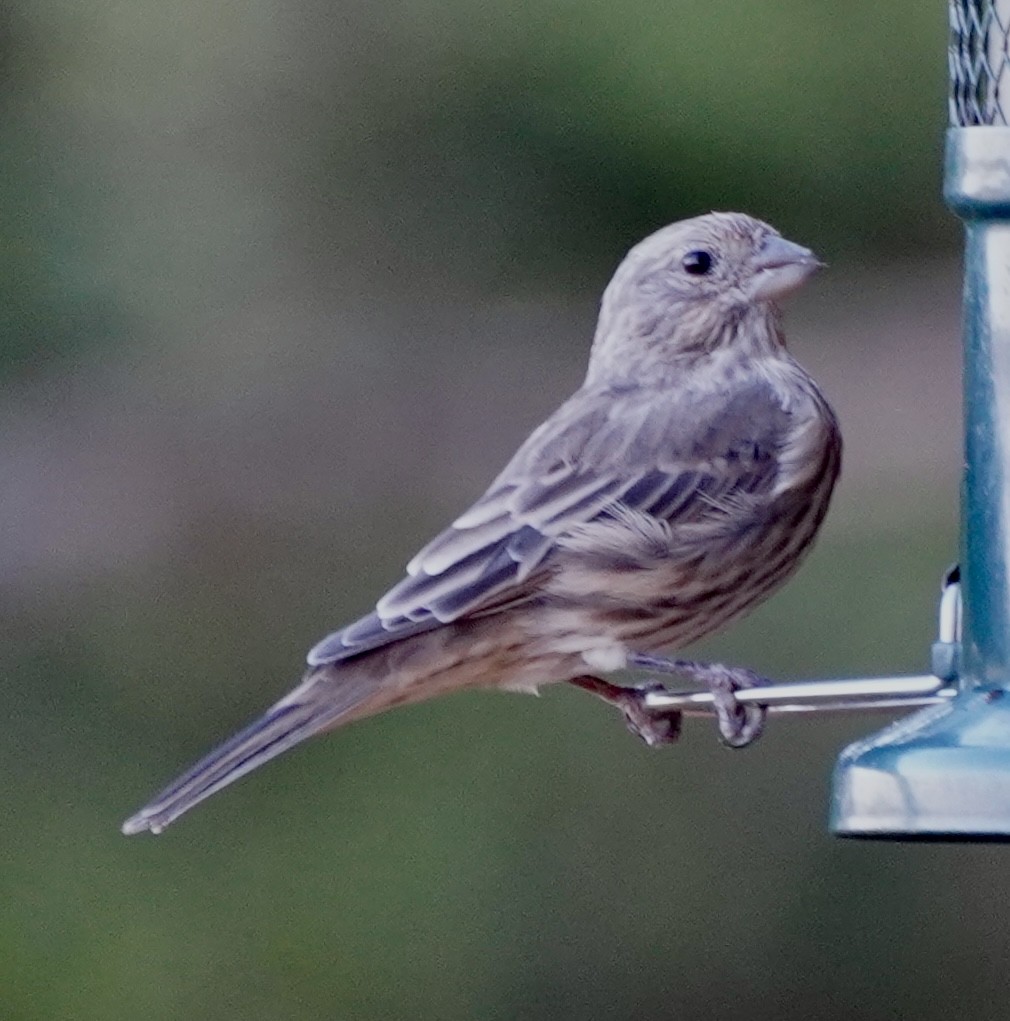 House Finch - ML641966085