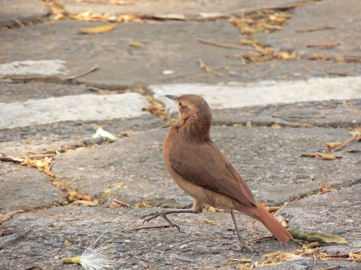 Rufous Hornero - ML641966122