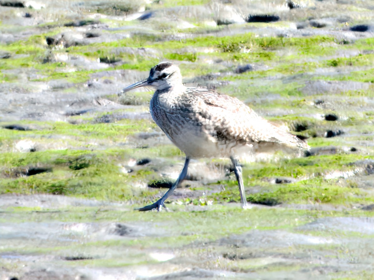 Whimbrel - ML641966127