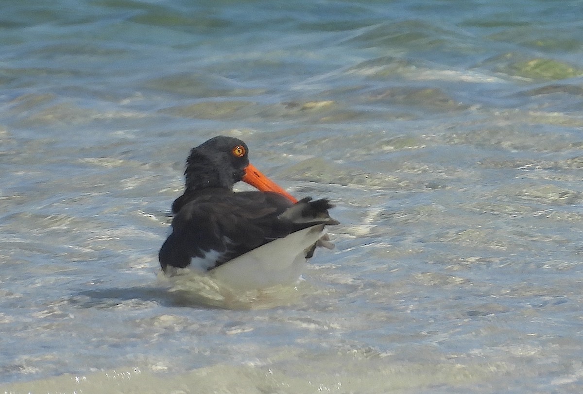 American Oystercatcher - ML641966129