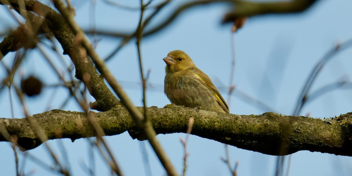 European Greenfinch - ML641966130