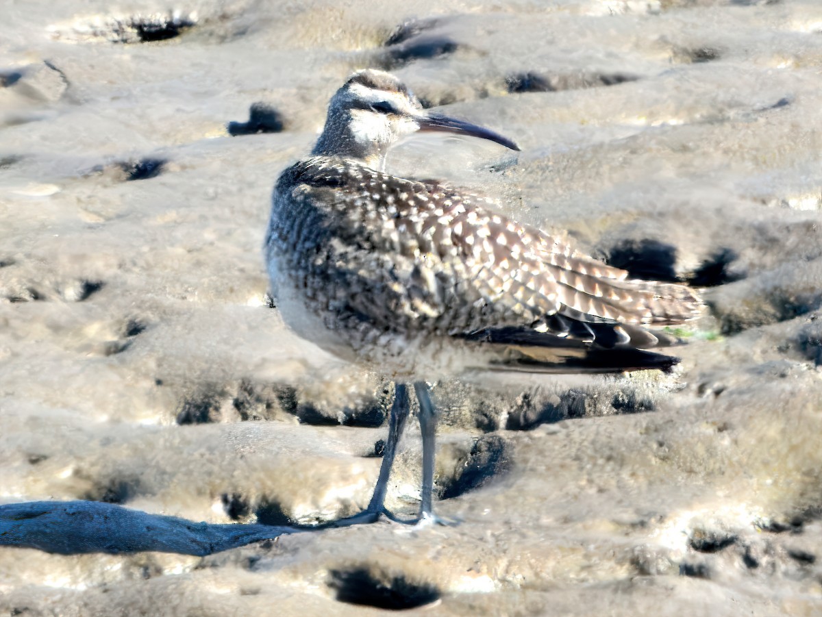 Whimbrel - ML641966132